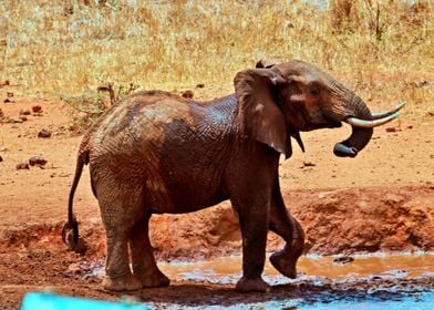 Baby Elephant