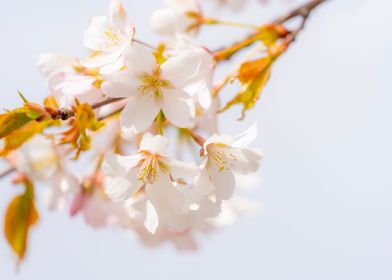 Cherry Tree Blossom