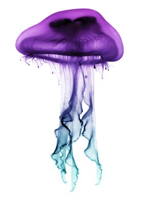 Jellyfish purple to green