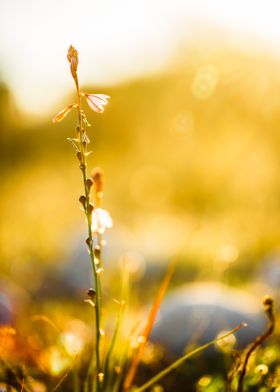 Outdoor  Sunlight  Meadow 