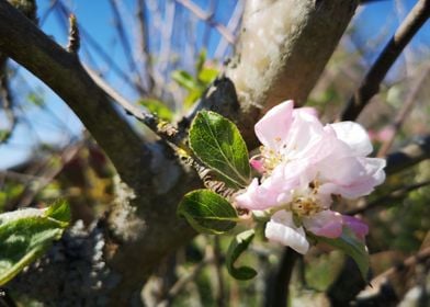 apple three flower