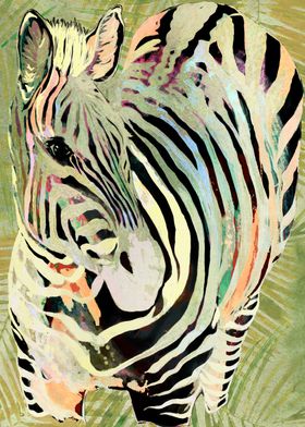 Tropical Zebra