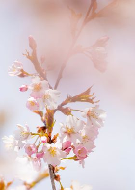 Cherry Tree Blossom