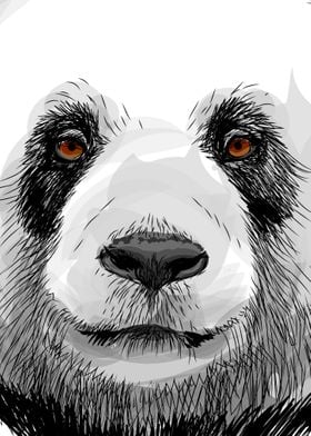 Sketch Panda