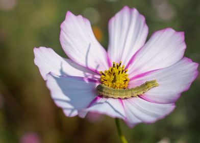 Worm on a flower