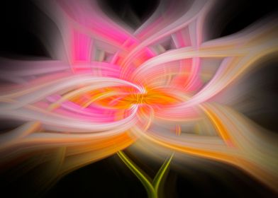 Pink lily abstract twirl