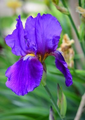 Deep Purple Iris