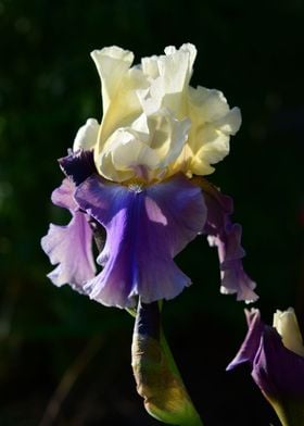 Cream and Lilac Iris