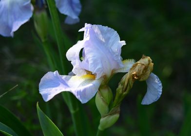 Lilac Iris Backlit