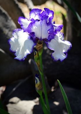 Purple Fringed Iris