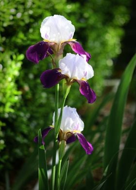 Crimson and White Irises