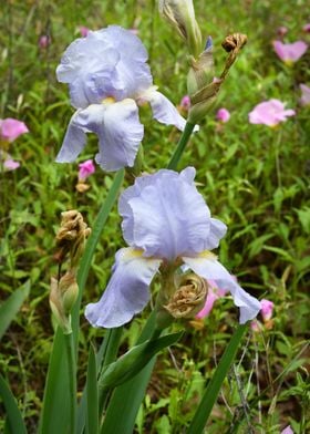 Lilac Irises in a Field