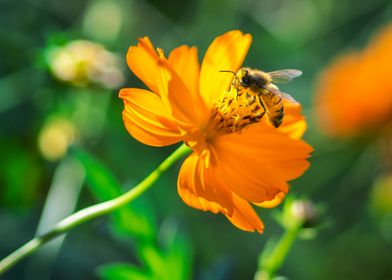 A bee on a orange flower