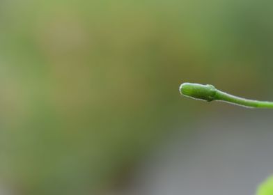 Flower Bud