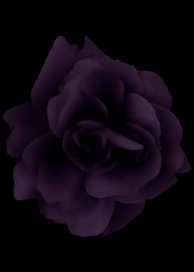 Purple rose