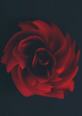 Red rose