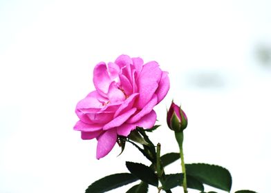 Pink Rose