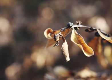 Snap of Dry Leaves