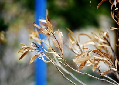 Snap of Dry Leaves