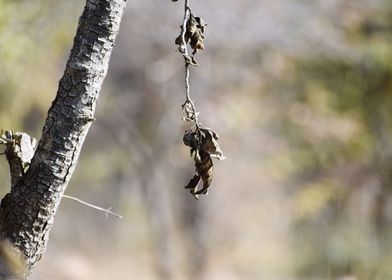 Snap of Dry Leaves