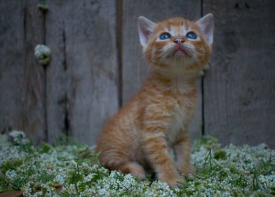 Floral ginger kitten