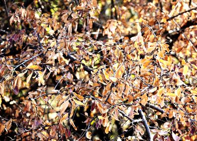 Snap of Dry Leaves