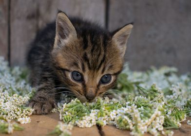 Flower kitten