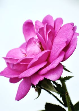 Pink Rose