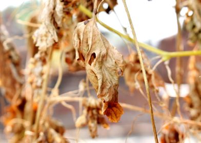 Snap of Dry Leaves