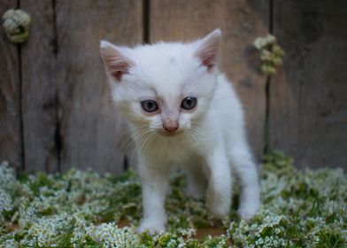 Floral Kitten