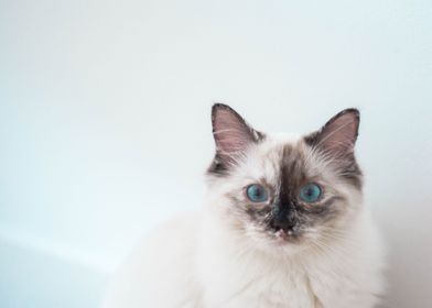 Pastell Katze