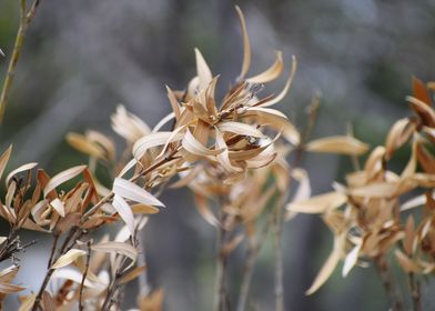 Snap of Dry Leaves