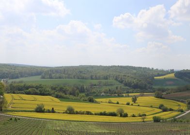 Rapeseed fields