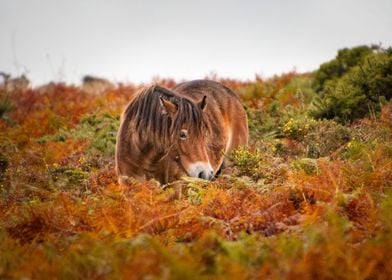 Wild horse in the fern1