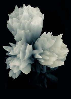 Abstract peonies