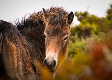 Cheeky foal