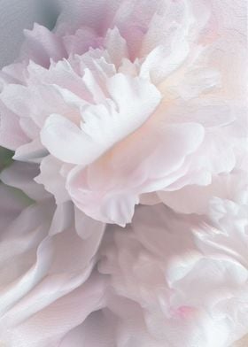 Pink peony