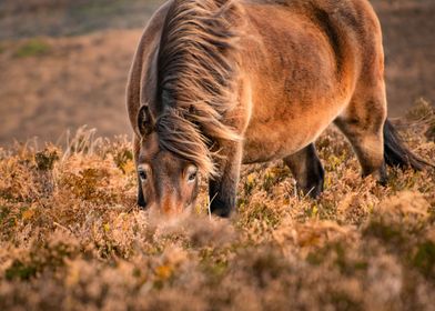 Looking for some grass