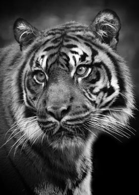 Tiger BW