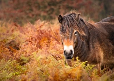 Wild horse in fern2