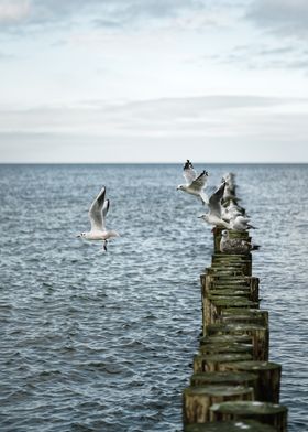 Gulls start from a groyne