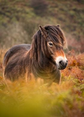 Wild horse