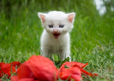 Poppy kitten