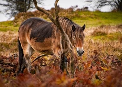 Looking for a scratch tree