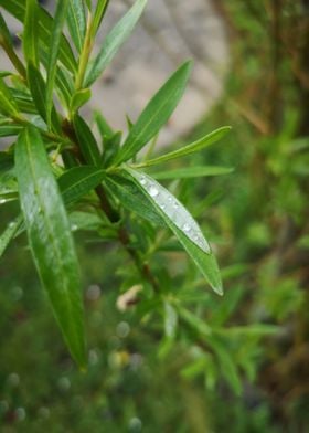 green plants whit water  