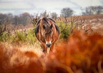 Wild horse in red fern