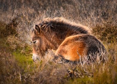 Sleeping foal