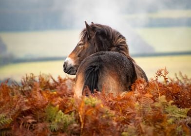 Wild horse in the fern