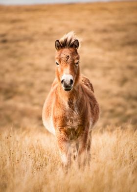 wild foal