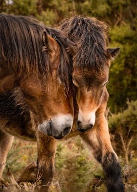 Stallion and foal playing